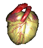 c mo coeur